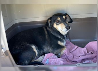 Boxy,eine gemütliche Hündin, Anfängerhund
