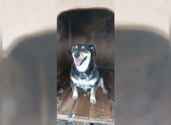 Boxy,eine gemütliche Hündin, Anfängerhund