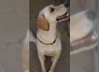 Lotti ist der perfekte Familienhund