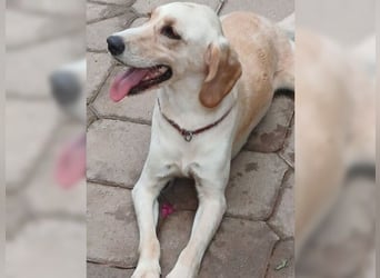 Lotti ist der perfekte Familienhund