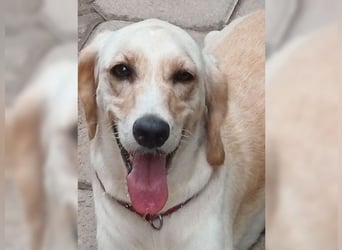 Lotti ist der perfekte Familienhund