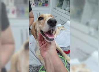 Lotti, sanfte, gutmütige Hündin