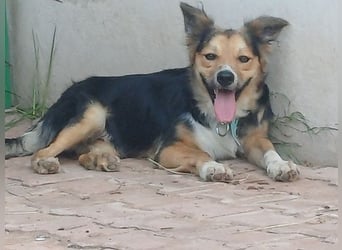 Cooper, sportlicher Wirbelwind sucht seine Menschen