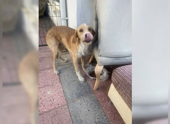 Max, der perfekte Begleiter