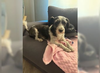 Zauberhafte, kleine Lily