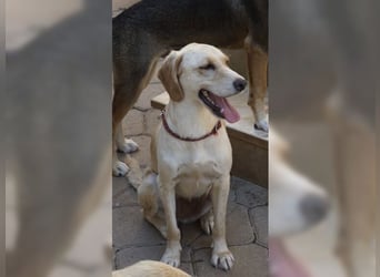 Lotti ist der perfekte Familienhund
