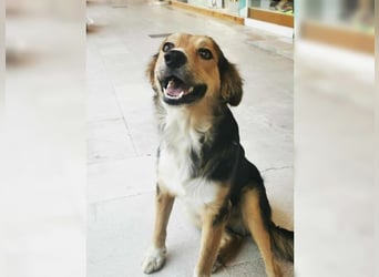 Cooper, sportlicher Wirbelwind sucht seine Menschen