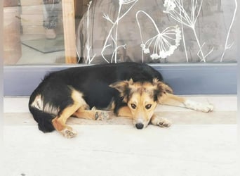 Cooper, sportlicher Wirbelwind sucht seine Menschen