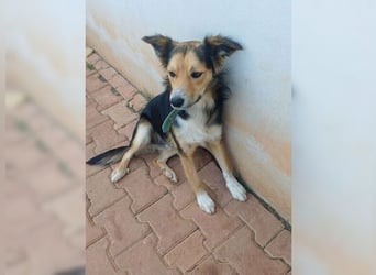 Cooper, sportlicher Wirbelwind sucht seine Menschen