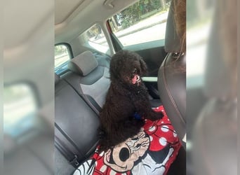 Monti, lernwilliger, aktiver Mr. Superschlau