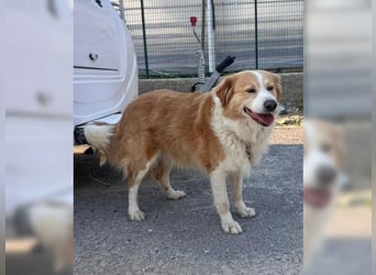 Latte, ein Goldschatz sucht sein Glück