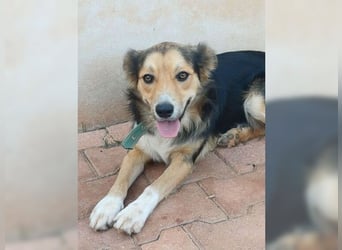 Cooper, sportlicher Wirbelwind sucht seine Menschen