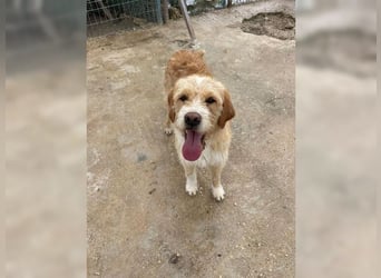 Max, der perfekte Begleiter