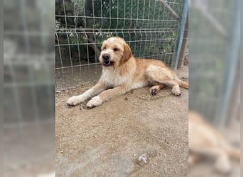 Max, der perfekte Begleiter