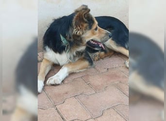 Cooper, sportlicher Wirbelwind sucht seine Menschen