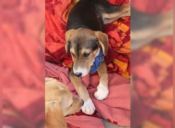 Henry, der sanfte Schatz wäre am liebsten Schosshund