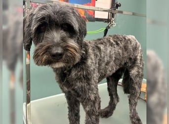 Robin, ein Rohdiamant