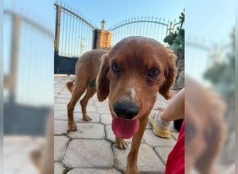Snoopy, Cockermischling mit Traumcharakter