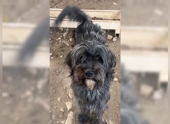 Robin, ein Rohdiamant