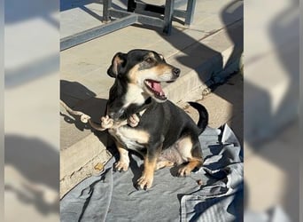 Boxy,eine gemütliche Hündin, Anfängerhund
