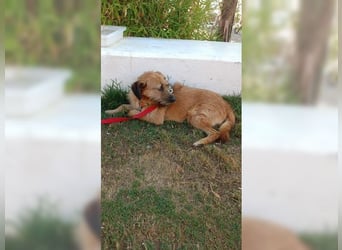 Nova, schüchterner, lieber Rüde