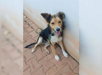 Cooper, sportlicher Wirbelwind sucht seine Menschen