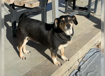 Boxy,eine gemütliche Hündin, Anfängerhund