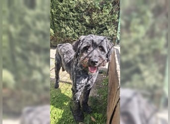 Robin, ein Rohdiamant