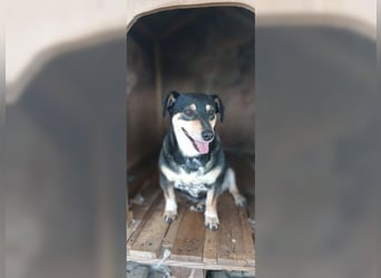 Boxy,eine gemütliche Hündin, Anfängerhund