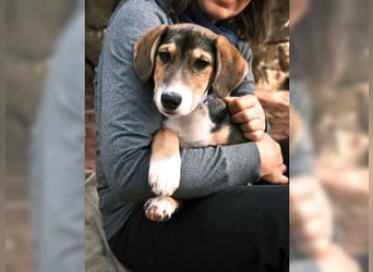 Henry, der sanfte Schatz wäre am liebsten Schosshund