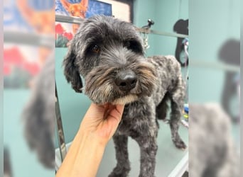 Robin, ein Rohdiamant