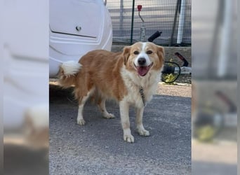Latte, ein Goldschatz sucht sein Glück
