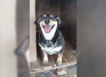 Boxy,eine gemütliche Hündin, Anfängerhund