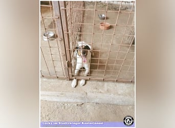 LUCKY, ganz amer Tropf. Sucht dringend ein Zuhause