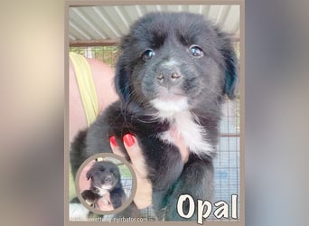 OPAL, zuckersüsse Maus