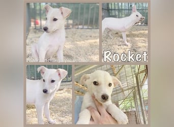 ROCKET, zuckesüsser Fratz