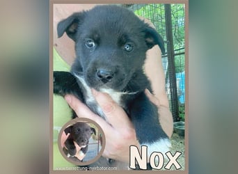 NOX, zuckersüsser Fratz