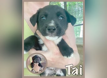 TAI, supersüsser Fratz