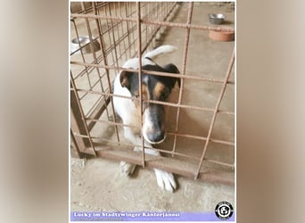 LUCKY, ganz amer Tropf. Sucht dringend ein Zuhause