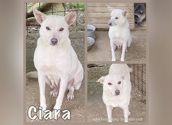 ROCKET, zuckesüsser Fratz