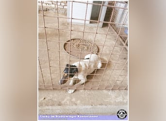 LUCKY, ganz amer Tropf. Sucht dringend ein Zuhause