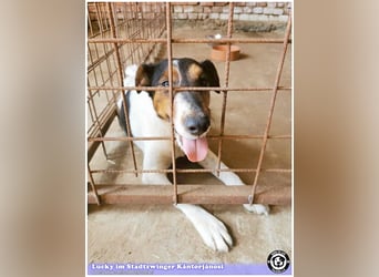 LUCKY, ganz amer Tropf. Sucht dringend ein Zuhause