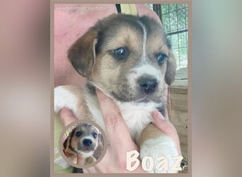 BOAZ, zuckersüsser Fratz