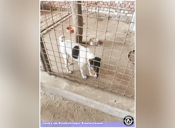 LUCKY, ganz amer Tropf. Sucht dringend ein Zuhause