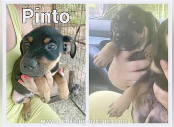 PINTO, zuckersüsser Fratz