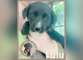 LULU, megasüsse Hummel