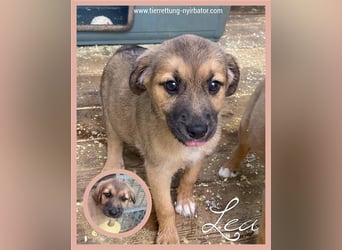 LEA, zuckersüsse Hummel, der ideale Familienhund