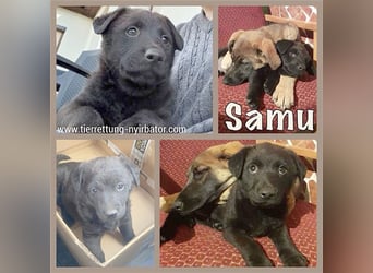 SAMU, zuckersüsser Fratz