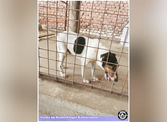 LUCKY, ganz amer Tropf. Sucht dringend ein Zuhause