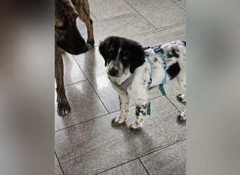 Loki sucht ein Zuhause